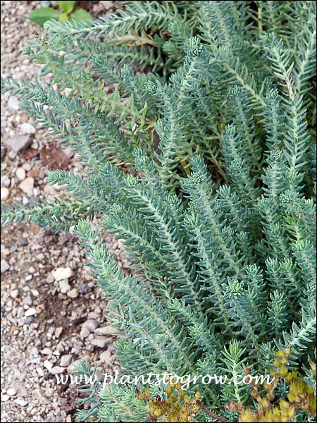 Blue Spruce Sedum (Sedum rupestre)